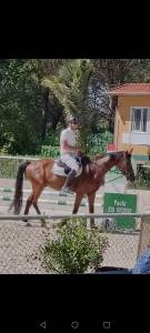 Puledro 4 anni 