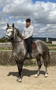 Magnifique hongre pure race espagnol pp de 8 ans