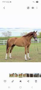 5 jarige dressuur ruin Imposatos x Metall