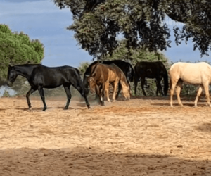 Cavalla pre andaluso in vendita 2022 altro colore