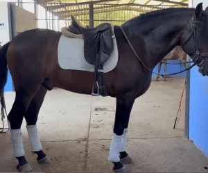 Caballo castrado pre pura raza española en venta 2020 bayo