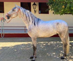 Intero pre andaluso in vendita 2022 grigio