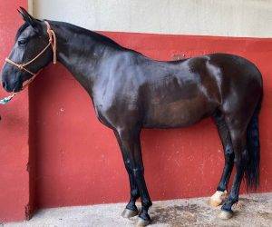 Cavalla pre andaluso in vendita 2013 nero