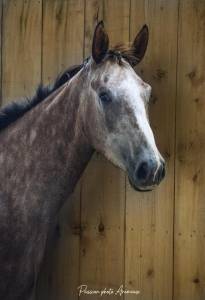 Hongre de 3 ans par helios d'helby gros potentiel