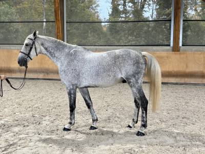 Superbe hongre gris de 10 ans - sf- cso/loisir