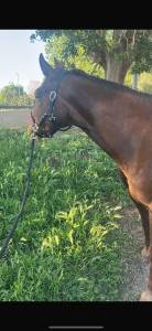 Quarter horse