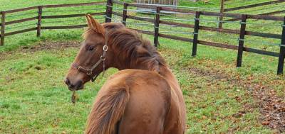 Filly selle français for sale 2025 chesnut