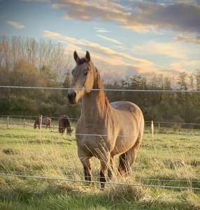   jument espagnole de 13 ans 