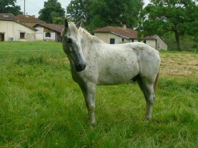 Caballo castrado caballo de silla en venta 2013 tordo