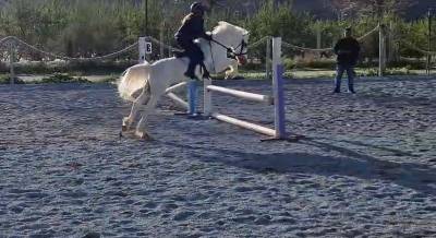 Pony castrone Spagnolo anno 2016