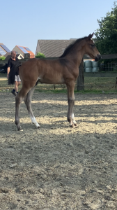 Hengstveulen met top bloedlijn