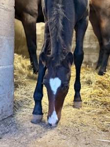 Colt French Saddle Pony For sale 2025 Bay