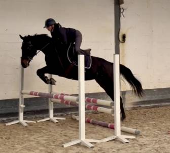 Jolie jument de 5 ans +- 1m60