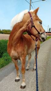 Super poney de sport 