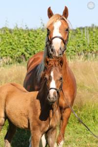 Puledra welsh poney (sezione b) in vendita 2025 sauro ,  eyarth anoki
