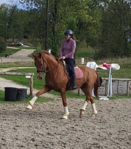 Super hongre 7 ans par sezuan niveau st georges