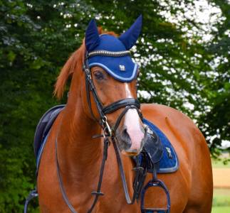 Top poney de 1m48 à vendre 