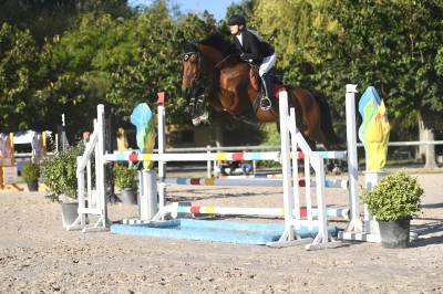 Castrone sella francese in vendita 2016 baio ,  ensor van de heffinck