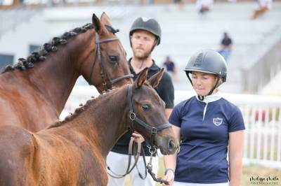 Filly French Saddle Pony For sale 2025 Liver chestnut