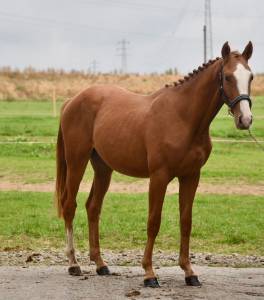 Semental bwp caballo de sangre belga en venta 2023 alazán