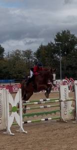 Castrone zangersheide in vendita 2018 sauro