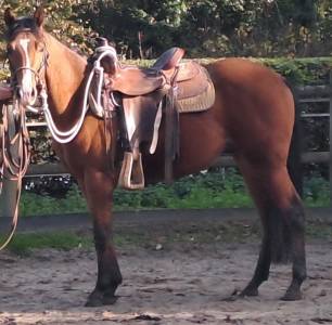 American  quarter horse  grosse origine 