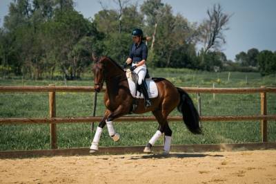 Magnifique hongre 10 ans kwpn dressage