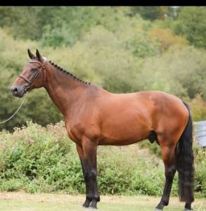 Caballo castrado caballo de silla en venta 2016 bayo por typhoon s