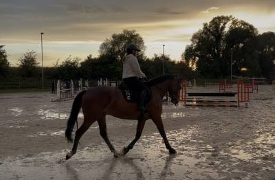 Hongre 5 ans bwp à vendre