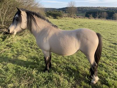 Devine loki : saillie poney welsh mountain 