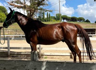 Vendita purosangue arabo per endurance 