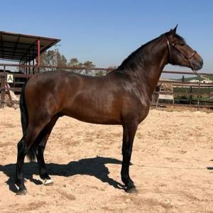 Caballo castaño de categoría