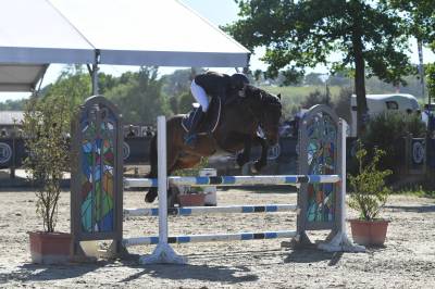Castrone welsh poney (sezione d), welsh cob  in vendita 2018 baio ,  tabor du tillia
