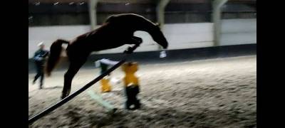 Jument ou pouliniere 