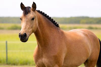 Mare aes anglo european studbook for sale 2018 buckskin