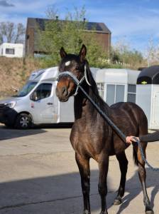 Poulain bai de 1 ans a vendre
