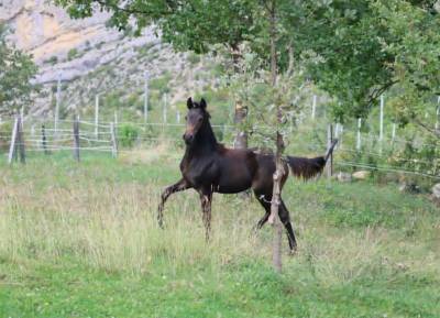 Filly selle français for sale 2025 bay