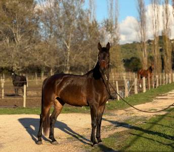 Mare oldenburg for sale 2021 dark bay