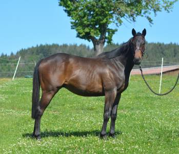 Gelding english thoroughbred for sale 2022 dark bay