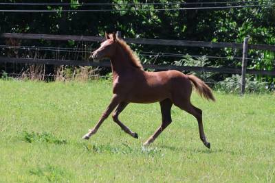 Veulen (vr) Franse rijpony PFS Te koop 2025 Vos ,  Champagne d'Ar Cus
