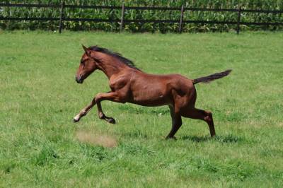 Filly French Saddle Pony For sale 2025 Dark Bay