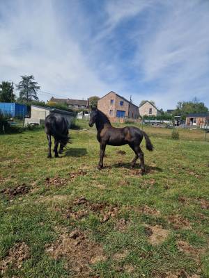 Puledro Frisone In vendita 2024 Nero