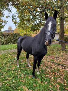 Zwarte gelderse merrie
