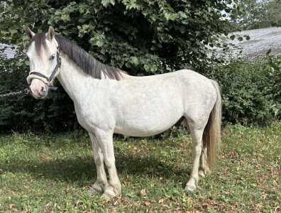 Gelding Welsh Pony (Section B) For sale 2017 Grey