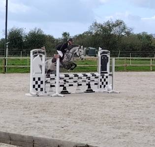 Cavalla new forest in vendita 2020 grigio ,  figaro selande