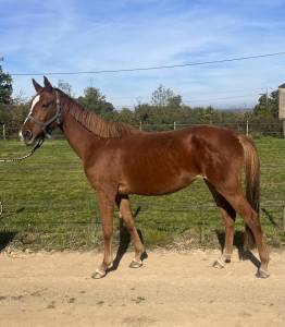 Jument sf 5 ans ernest x armitage x barbarian