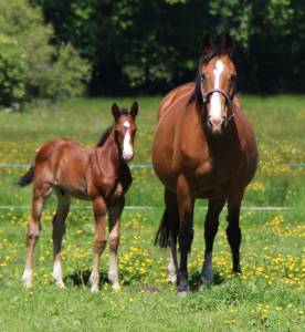 Poulain 2025 itoki de riverland x cor de hus