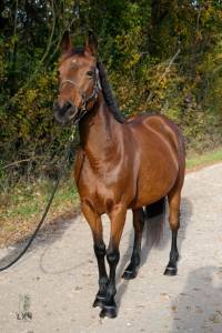 Mare Origin Recorded For sale 2011 Bay