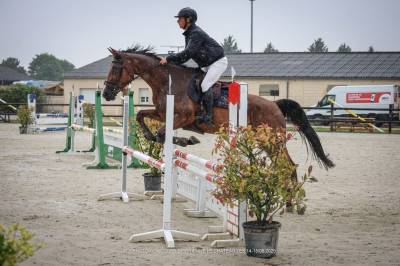 Yegua silla francés en venta 2020 bayo por el diarado d'euskadi