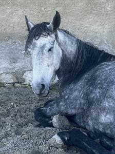 Mangalarga marchador jument